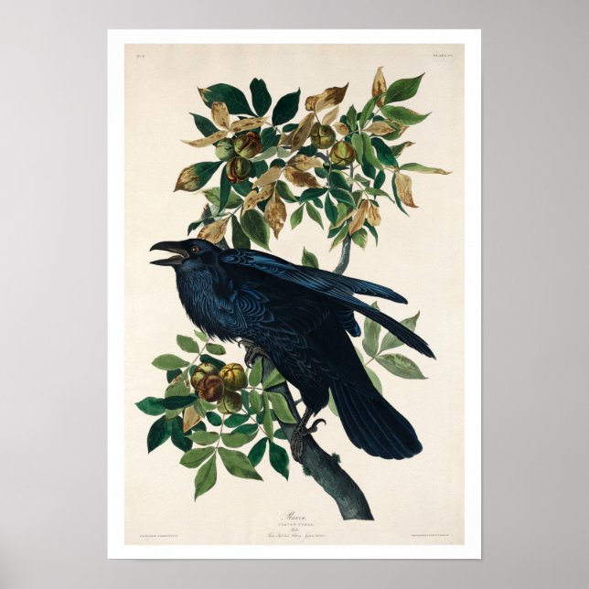Raven från Audubon Poster (Framsidan)