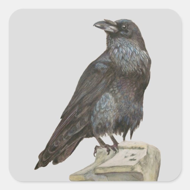 Raven Fyrkantigt Klistermärke (Framsida)