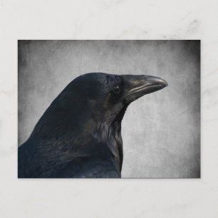 Raven Glamor Shot Vykort