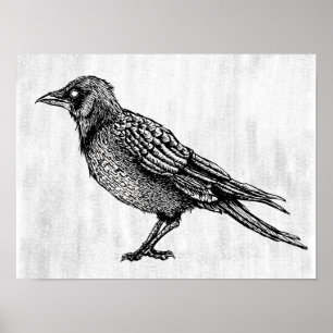 Raven Gothic Black and White Horror Bläck Teckning Poster