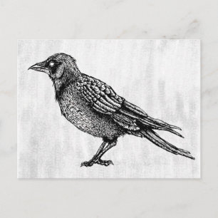 Raven Gothic Black and White Horror Bläck Teckning Vykort