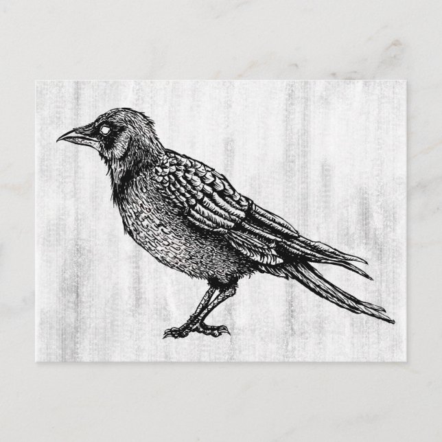 Raven Gothic Black and White Horror Bläck Teckning Vykort (Framsida)