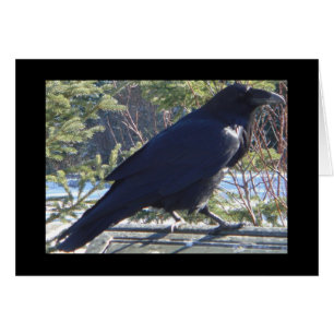 Raven Hälsningskort