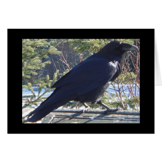 Raven Hälsningskort (Framsidan Horizontal)