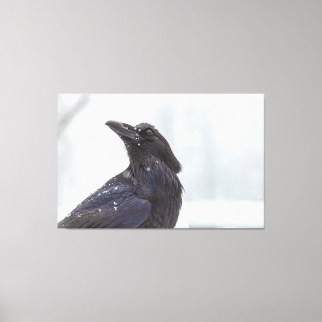 Raven i Snö Canvastryck (Framsida)
