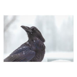 Raven i Snö Fototryck