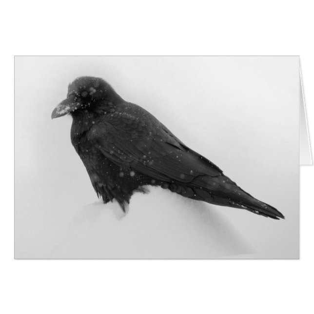 Raven in Snö Card Hälsningskort (Framsidan Horizontal)