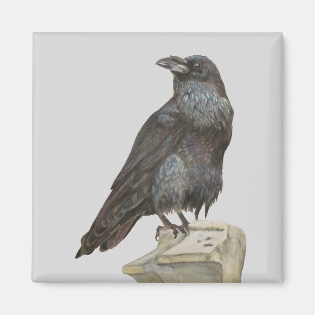 Raven Magnet (Framsidan)