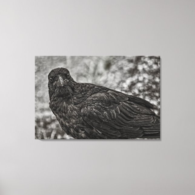 Raven P9239 Canvastryck (Framsida)