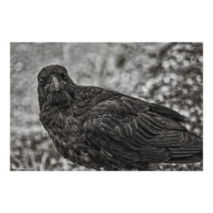 Raven P9239 Fototryck