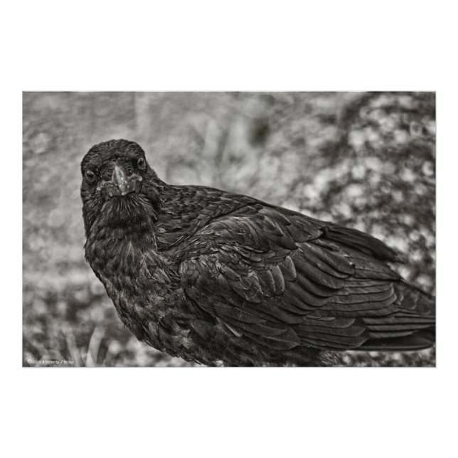 Raven P9239 Fototryck (Framsidan)
