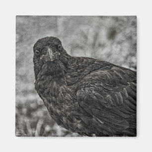 Raven P9239 Magnet