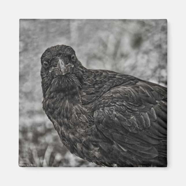 Raven P9239 Magnet (Framsidan)