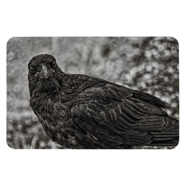 Raven P9239 Magnet (Horisontell)