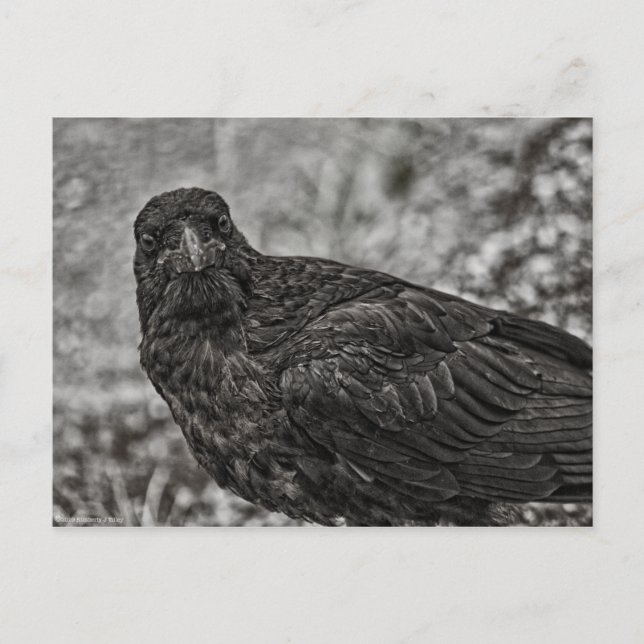 Raven P9239 Vykort (Framsida)