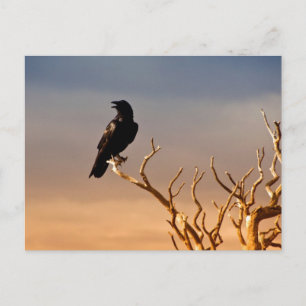 Raven på Sunlit Träd Grenar, Grand Canyon Vykort