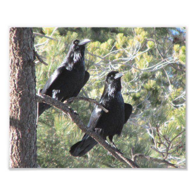 Raven Pair i berget Fototryck (Framsidan)