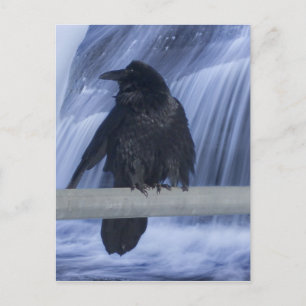 Raven Perched Över ett vattenfall Vykort