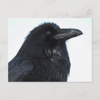 Raven Postcard Vykort