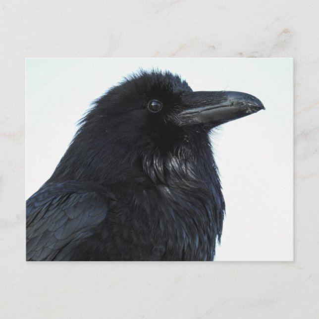 Raven Postcard Vykort (Framsida)