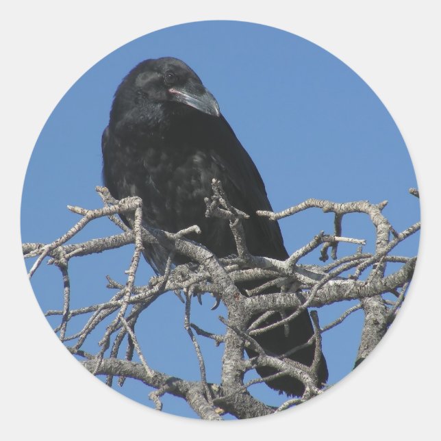 Raven Runt Klistermärke (Framsida)