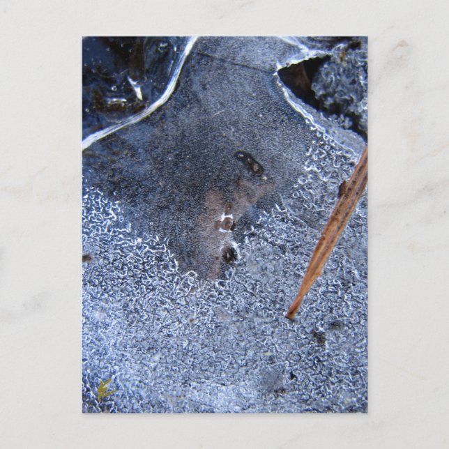 Raven Totem, Black Bird Corvid Vykort (Framsida)