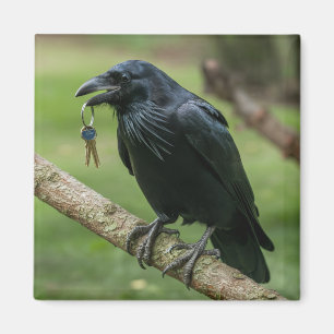 Raven vid Gren med Nyckel Magnet