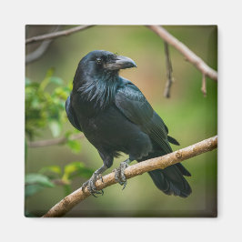Raven vid Träd Gren Magnet