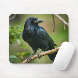 Raven vid Träd Gren Musmatta