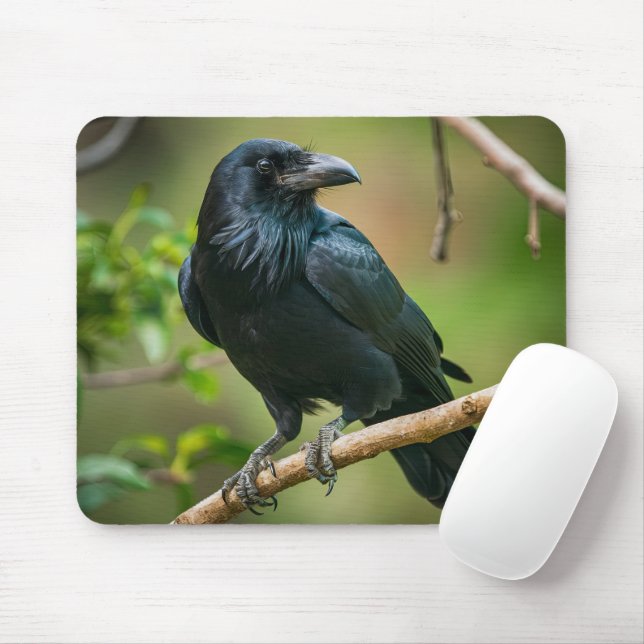 Raven vid Träd Gren Musmatta (Med mus)