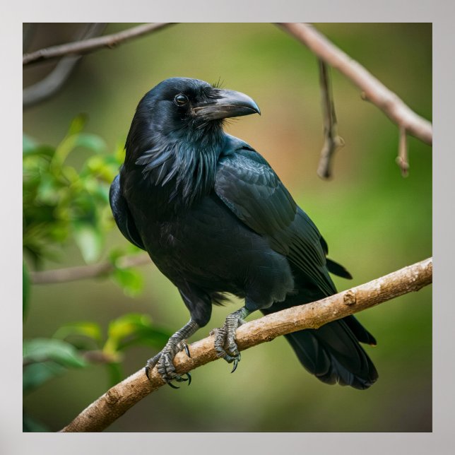 Raven vid Träd Gren Poster (Framsidan)