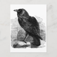 Raven