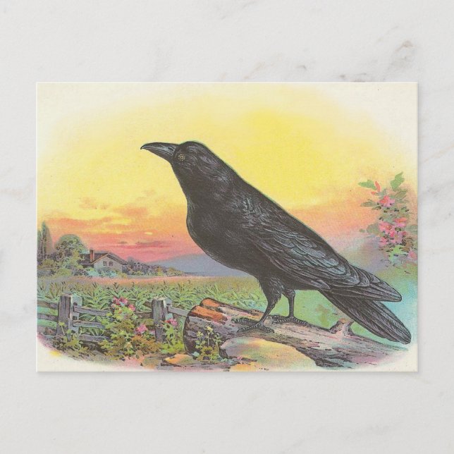 Raven Vykort (Framsida)