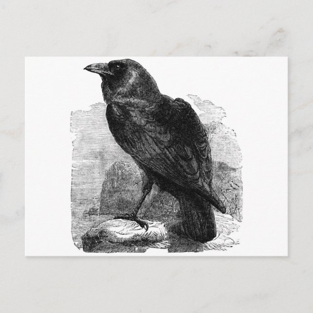 Raven Vykort (Framsida)