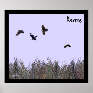 Ravens-lås Poster