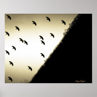 Ravens under flygning poster