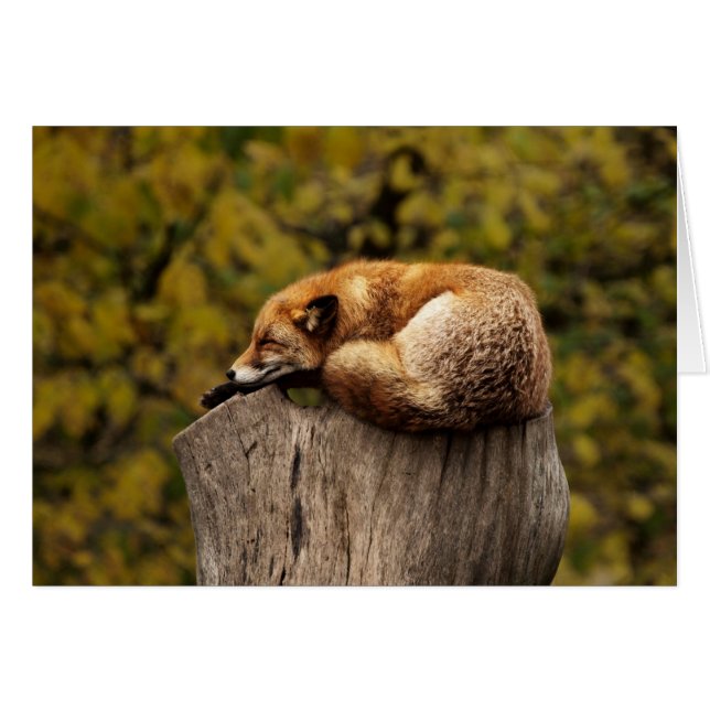 Rävkort - förbigå för tillfällen - beställnings- hälsningskort (Framsidan Horizontal)