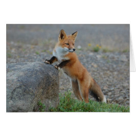 Rävkort - förbigå för tillfällen - beställnings- hälsningskort