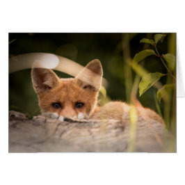 Rävkort - förbigå för tillfällen - beställnings- hälsningskort