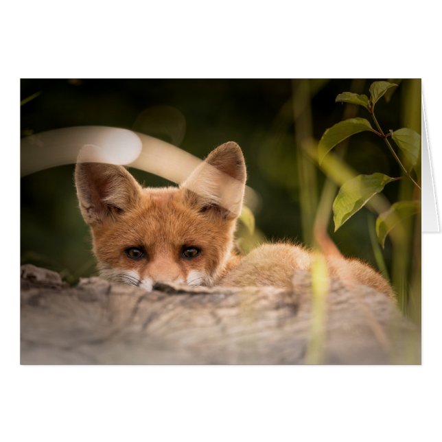 Rävkort - förbigå för tillfällen - beställnings- hälsningskort (Framsidan Horizontal)