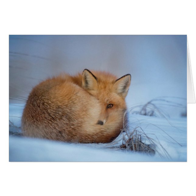 Rävkortet Hälsningskort (Framsidan Horizontal)