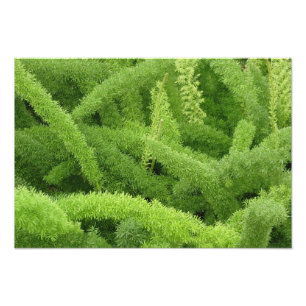 Rävsvansormbunya, Asparagus densiflorus myers Fototryck