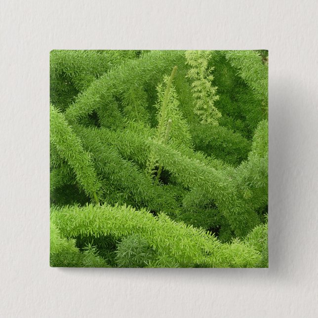 Rävsvansormbunya, Asparagus densiflorus myers Knapp (Framsida)