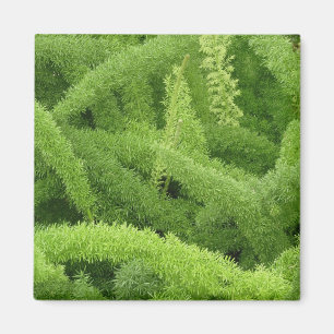 Rävsvansormbunya, Asparagus densiflorus myers Magnet