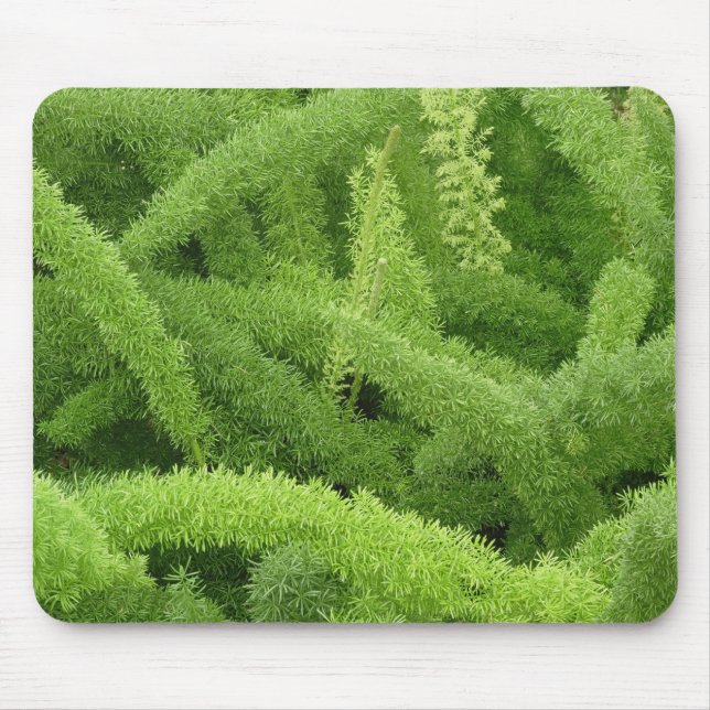 Rävsvansormbunya, Asparagus densiflorus myers Musmatta (Framsidan)