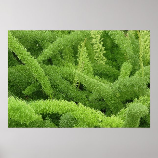 Rävsvansormbunya, Asparagus densiflorus myers Poster (Framsidan)