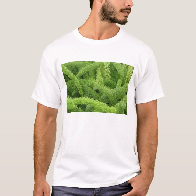 Rävsvansormbunya, Asparagus densiflorus myers Tröja (Framsida)