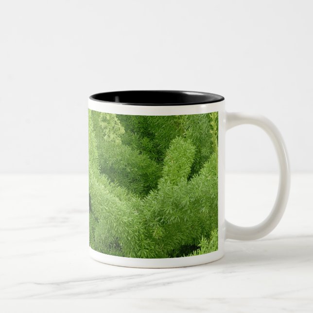 Rävsvansormbunya, Asparagus densiflorus myers Två-Tonad Mugg (Höger)