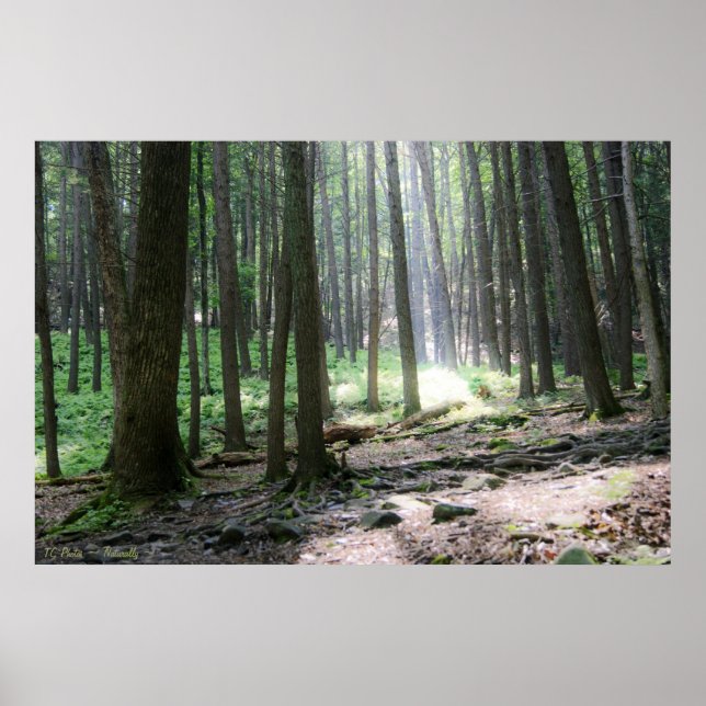 Ray of Hope 36 x 24 Poster (Framsidan)