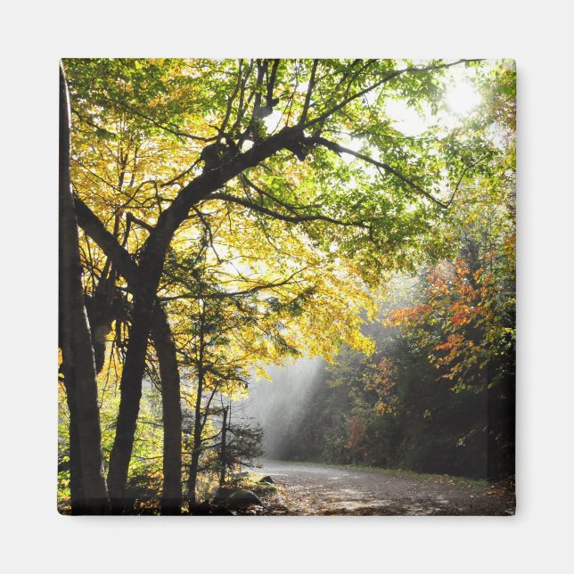 Rays Sol Shady Forest Canyon Ste-Anne QC Magnet (Framsidan)